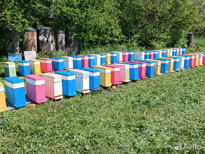 Пчеломатки карпатка