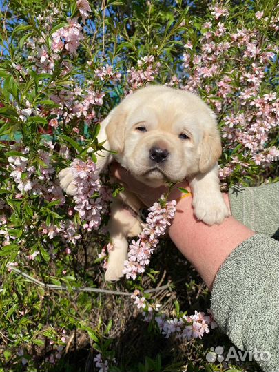Щенки лабрадора