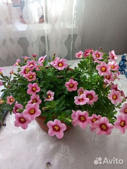 Калибрахоа