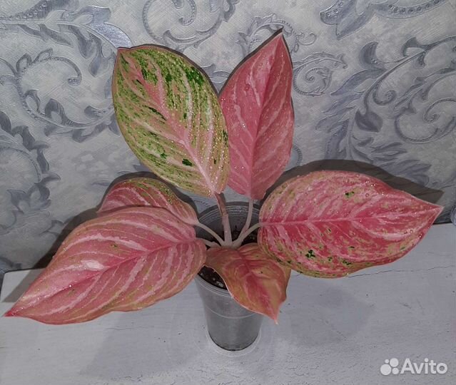 Сортовые аглаонемы