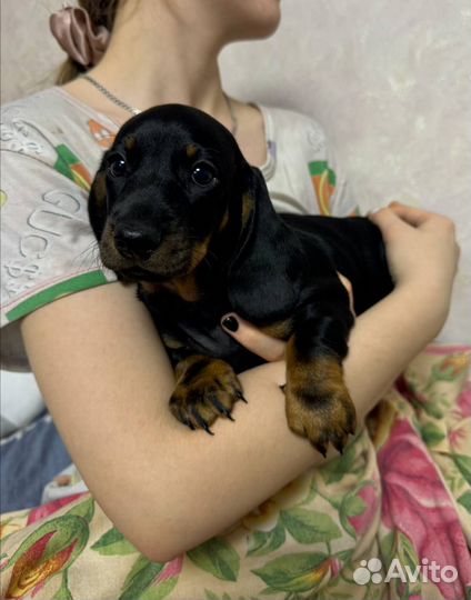 Такса стандартная