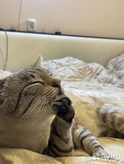 Ищем хозяев коту