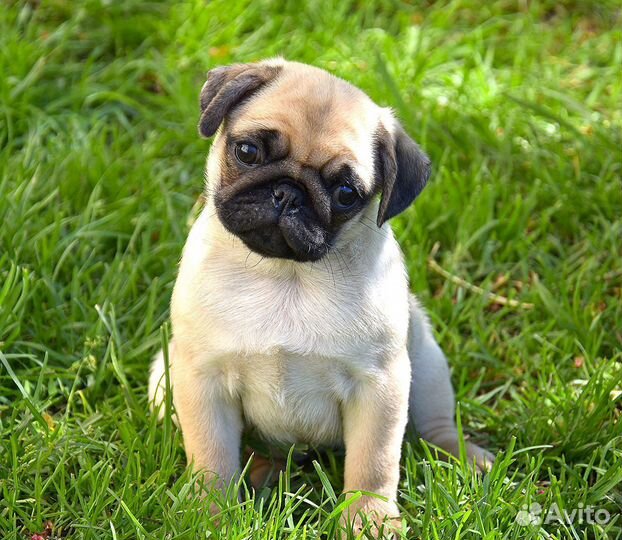 Щенки мопса