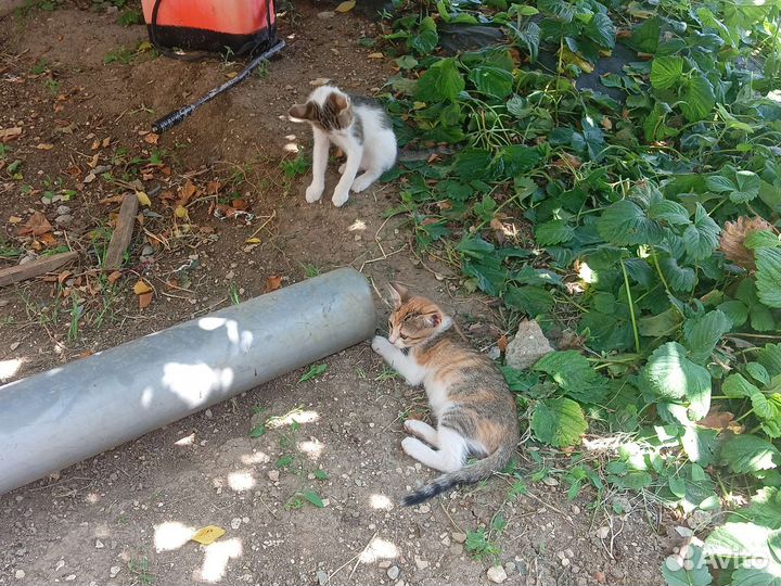 Отдам в добрые руки