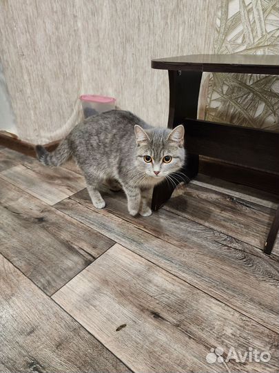 Шотландская