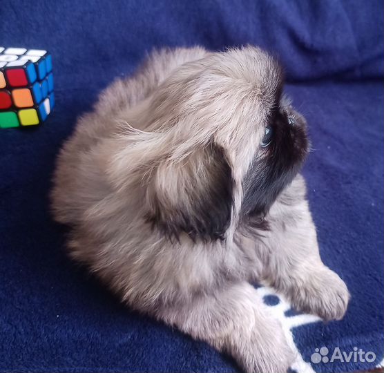 Королевский пекинес