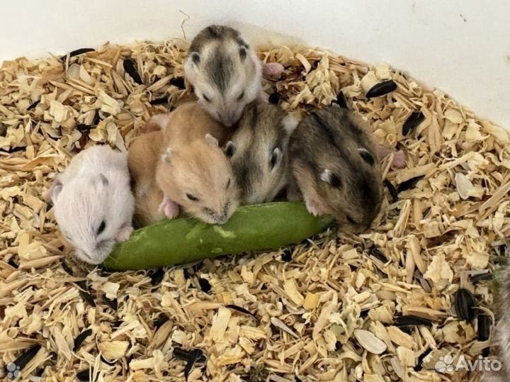 Джунгарский хомяк опт