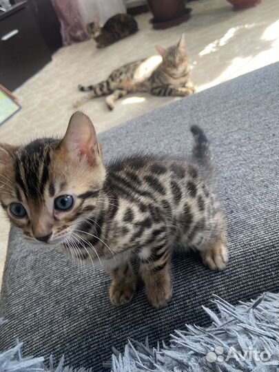 Бенгальские котята
