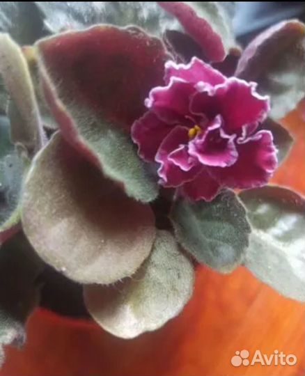 Фиалка сортовая