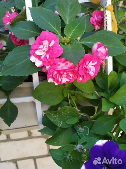 Бальзамин махровый