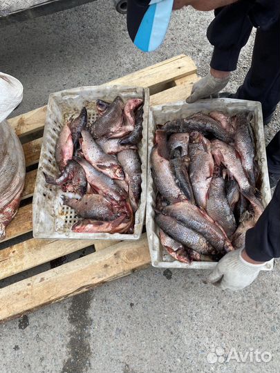 Рыба свежемороженая на корм животным