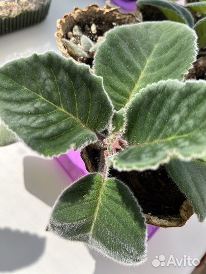 Детки глоксинии