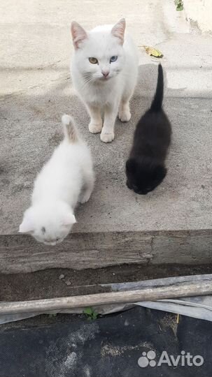 Котята в добрые руки