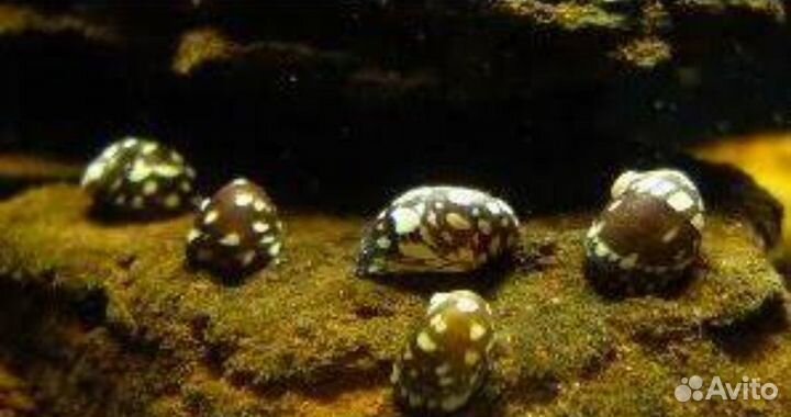 Теодоксус улитка