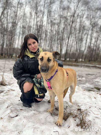 Метис бельгийской овчарки в дар