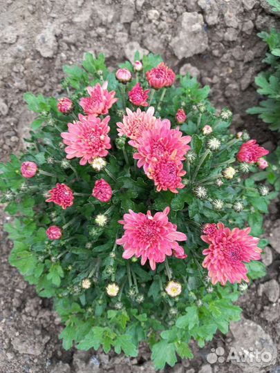 Хризантема Мультифлора, куст