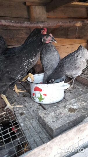 Курочки несушки