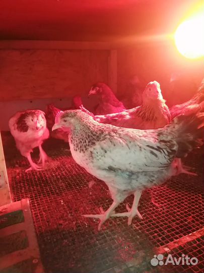 Петушки (2 месяца)