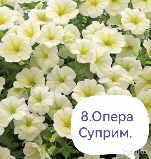 Петуния