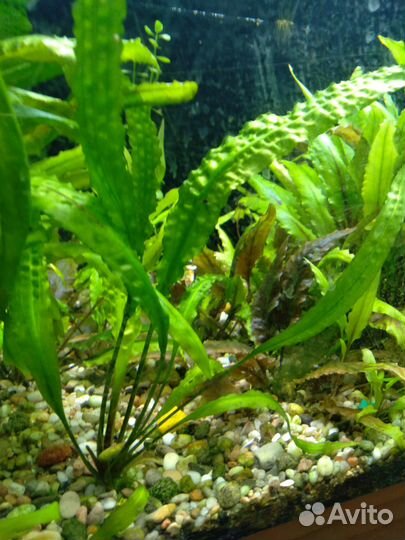 Аквариумная Бакопа монье, криптокорина