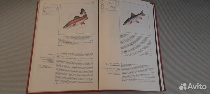 Красная книга РСФСР животные