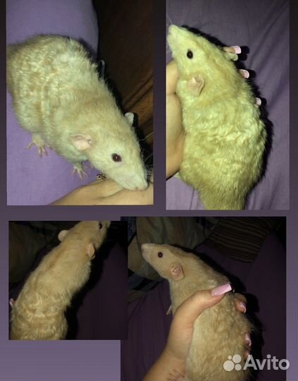 Вязка крыс дамбо Фавн рекс и Сиам