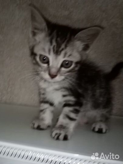 Котенок в добрые руки