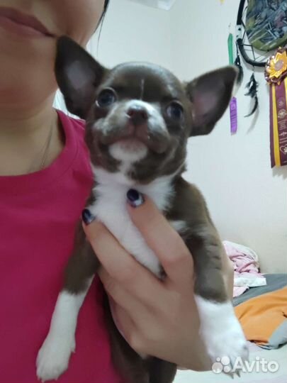 Чихуахуа щенок мальчик РКФ
