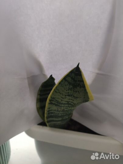 Сансевиерия футура суперба