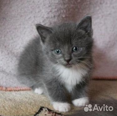 Кошка-крошка