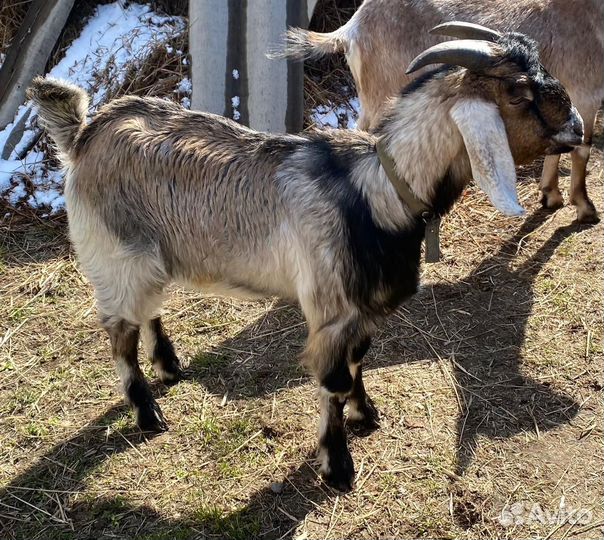 Козёл камори-нубиец