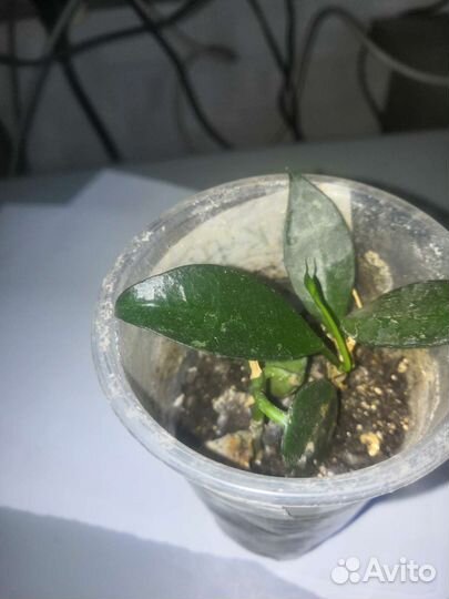 Хойя редкие сорта