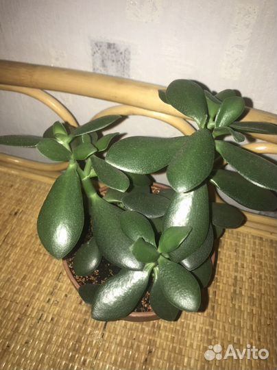 Толстянка (Денежное деревца) три