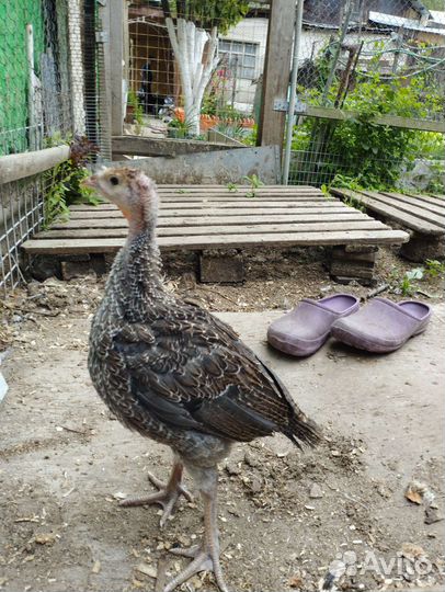Индюшата подрощенные Северо-Кавказская бронзовая