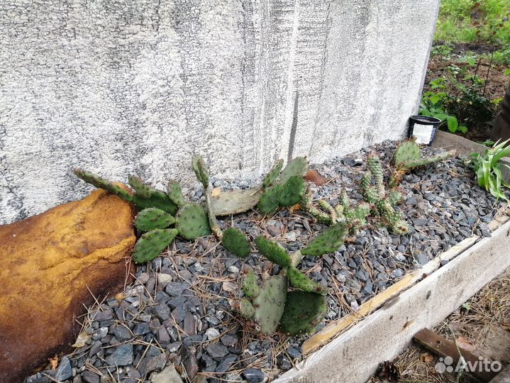 Морозостойкие кактусы, юкка