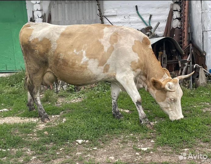 Корова дойная