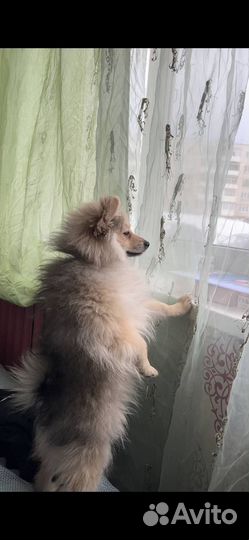 Отдам собаку в добрые руки