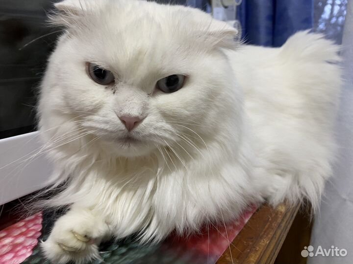 Шотландская вислоухая кошка бесплатно