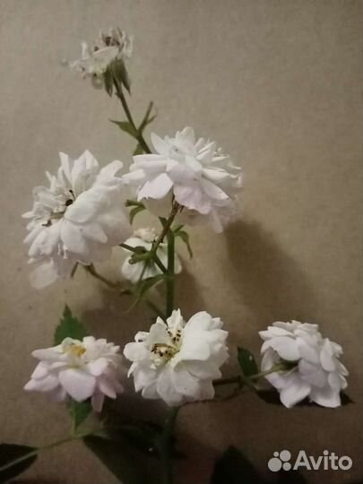 Плетущаяся роза, роза плетучка