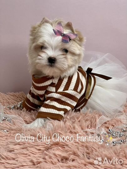 Белый цветной йорк