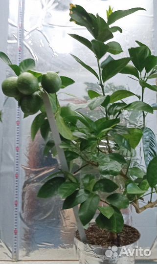 Лимон Мейера, Citrus Limetta (укорененный черенок)