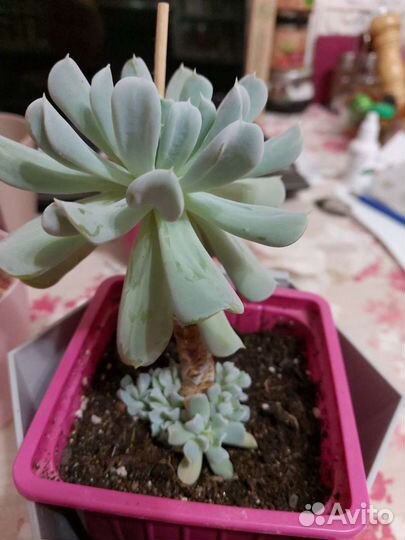 Суккулент эчеверия Руньона сорт Топси-Турви