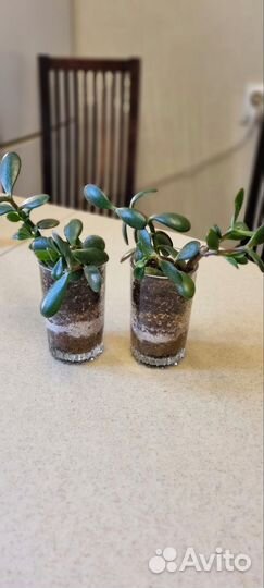 Красула толстянка денежные дерево