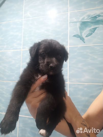 Отдам в добрые руки