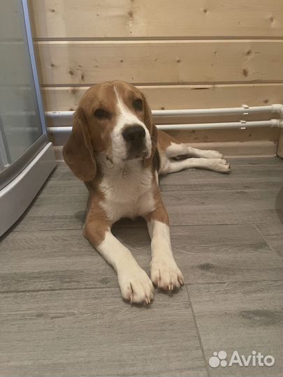 Собака бигль
