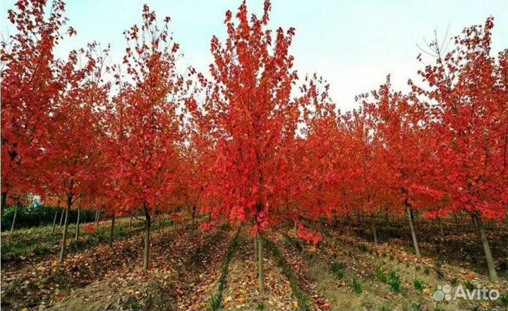 Клен гиннала