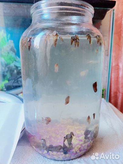 Улитки Мелания, катушки, покемоны