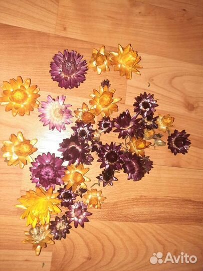 Сухоцветы гелихризиума для хобби
