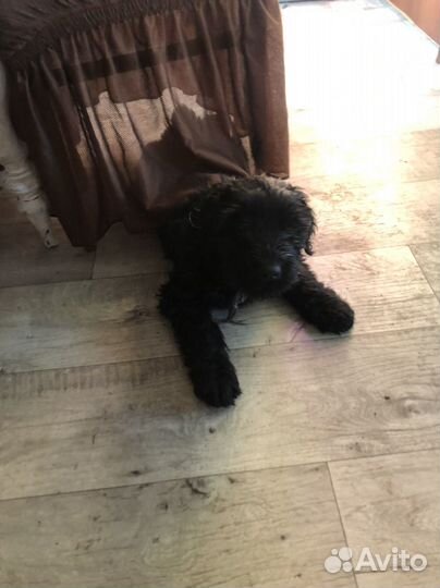 Русский черный терьер