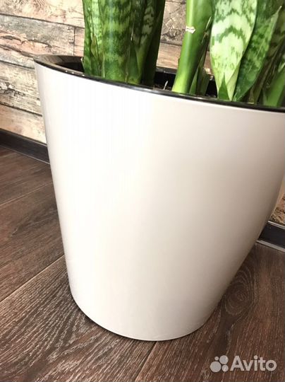 Сансевиерия/тещин язык